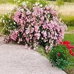 Sun Garden Читлук