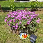 Sun Garden *