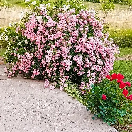 Sun Garden Citluk