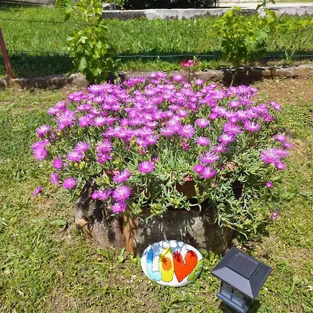 Sun Garden *